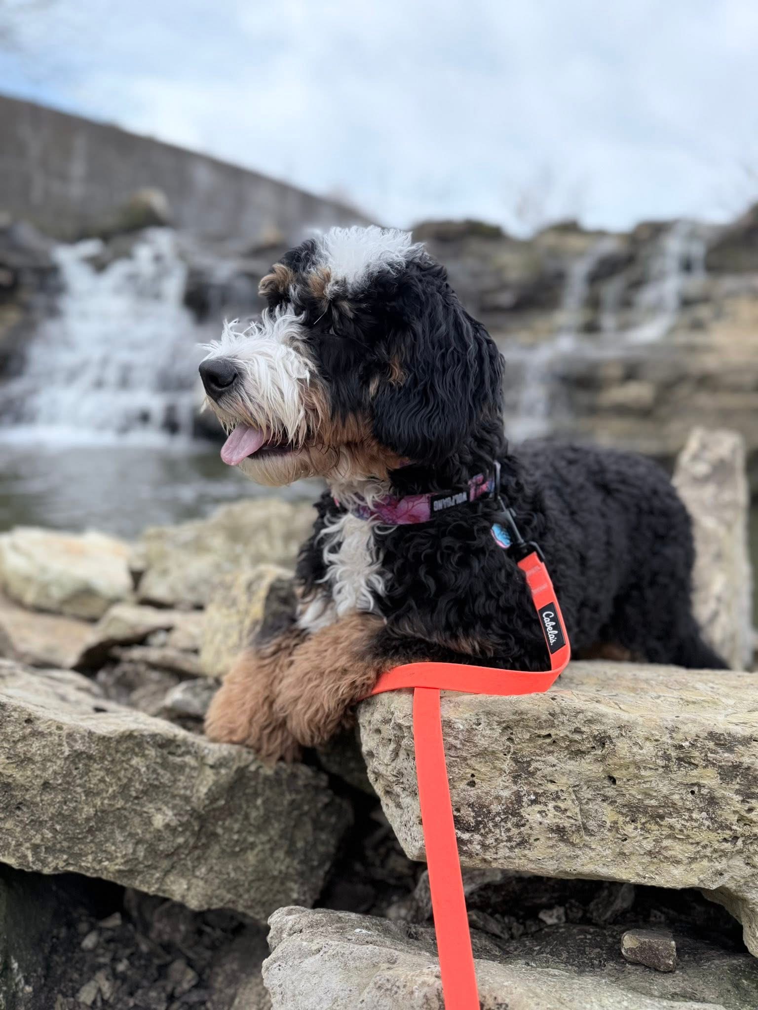 Dog training for reliable behavior near Wichita, Kansas