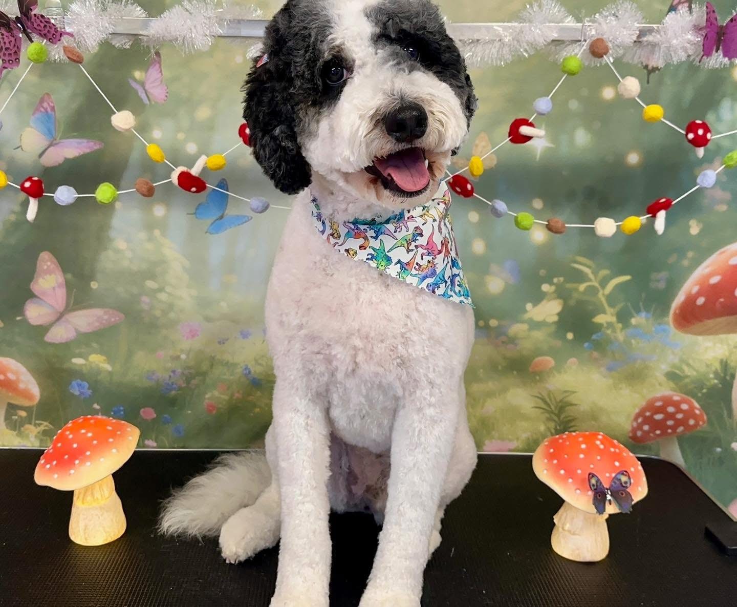 Freshly groomed dog at ADTC