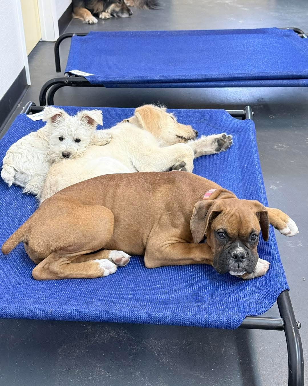Puppies practicing place together