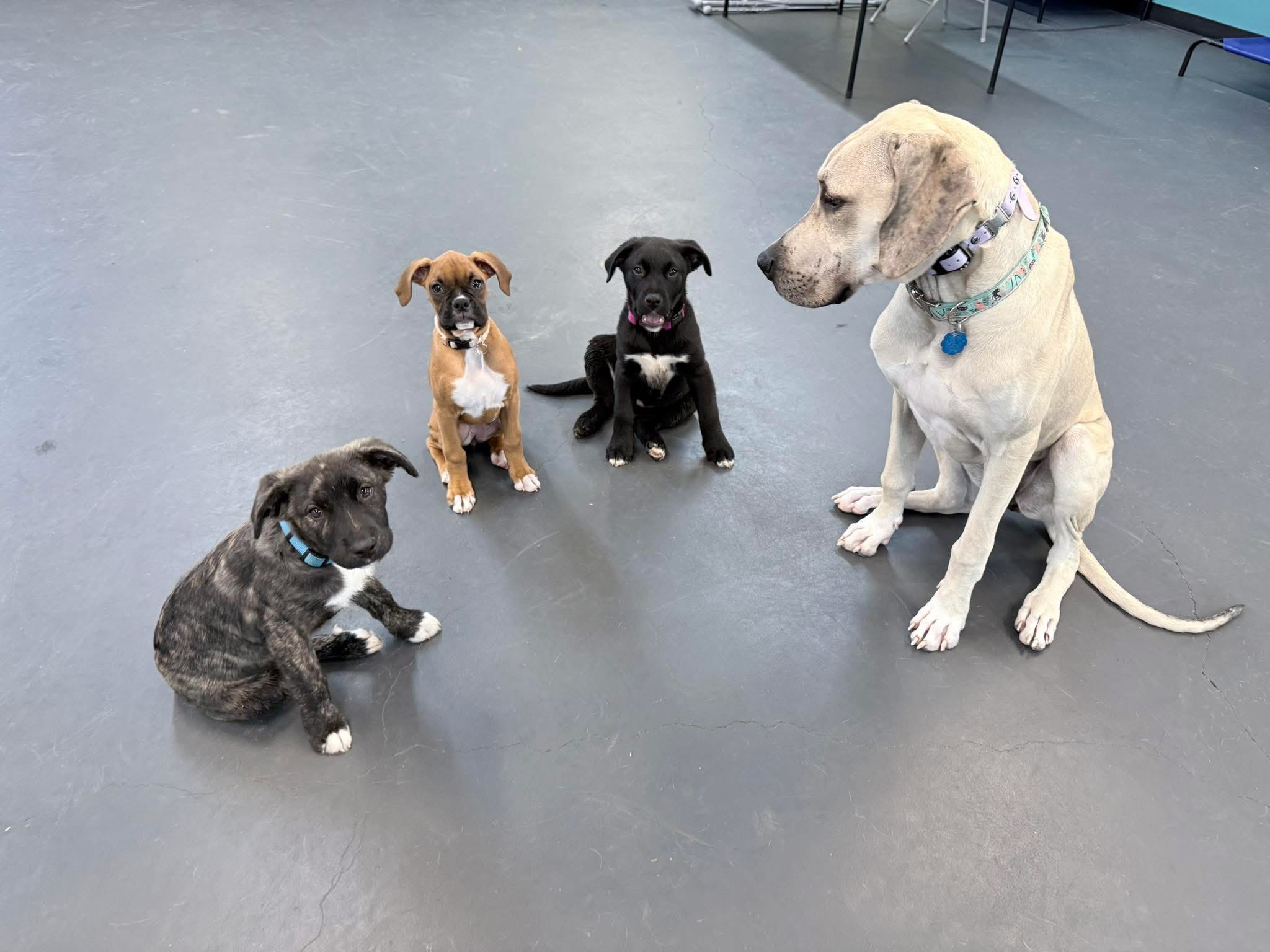 Dogs at Andover Dog Training Center