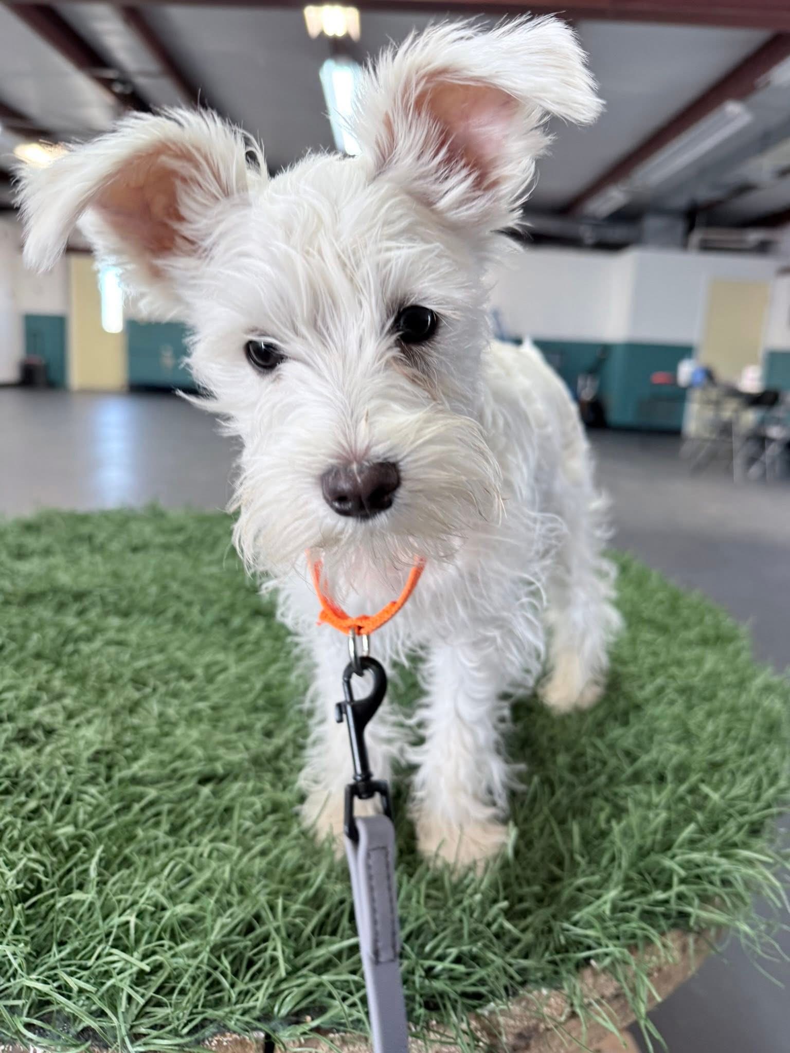 White puppy learning at ADTC
